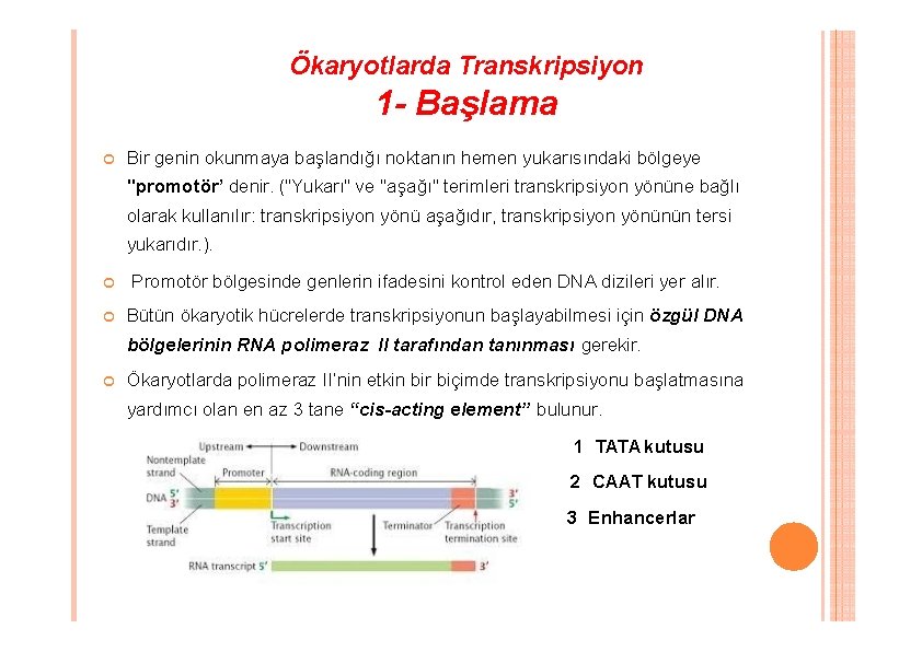 Ökaryotlarda Transkripsiyon 1 - Başlama Bir genin okunmaya başlandığı noktanın hemen yukarısındaki bölgeye "promotör’ Ökaryotlarda Transkripsiyon 1 - Başlama Bir genin okunmaya başlandığı noktanın hemen yukarısındaki bölgeye "promotör’