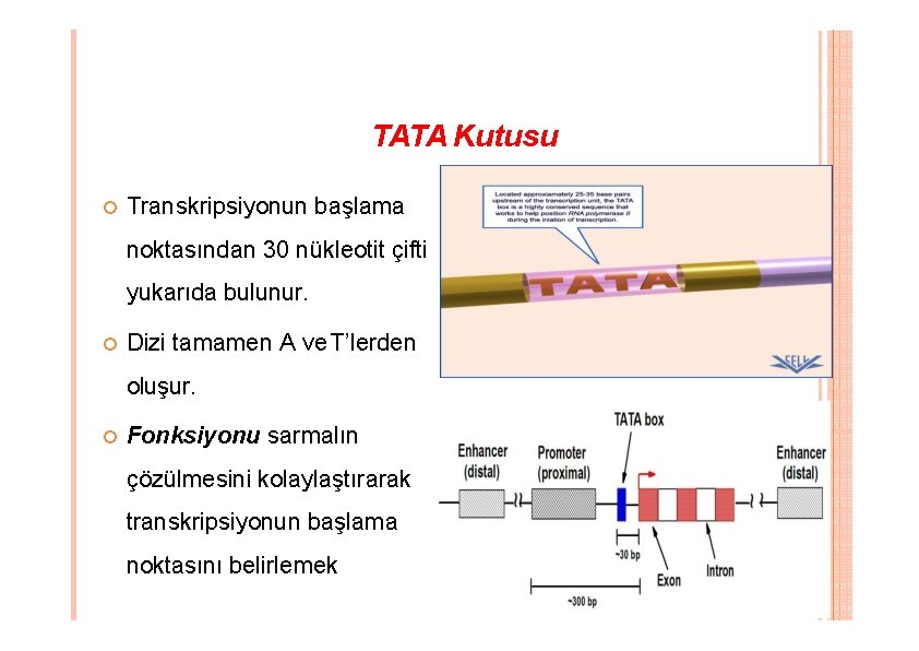 TATA Kutusu Transkripsiyonun başlama noktasından 30 nükleotit çifti yukarıda bulunur. Dizi tamamen A ve TATA Kutusu Transkripsiyonun başlama noktasından 30 nükleotit çifti yukarıda bulunur. Dizi tamamen A ve