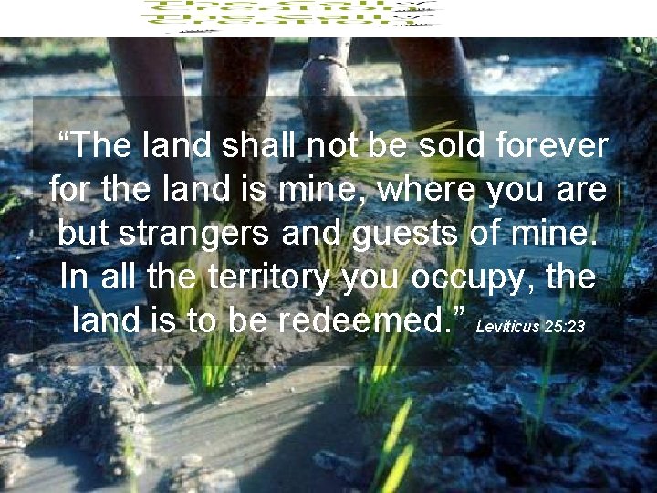 “The land shall not be sold forever for the land is mine, where you