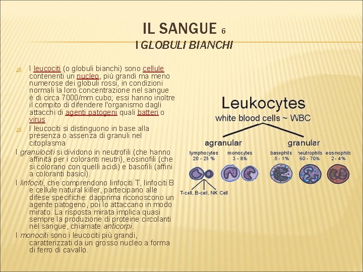 IL SANGUE 6 I GLOBULI BIANCHI I leucociti (o globuli bianchi) sono cellule contenenti