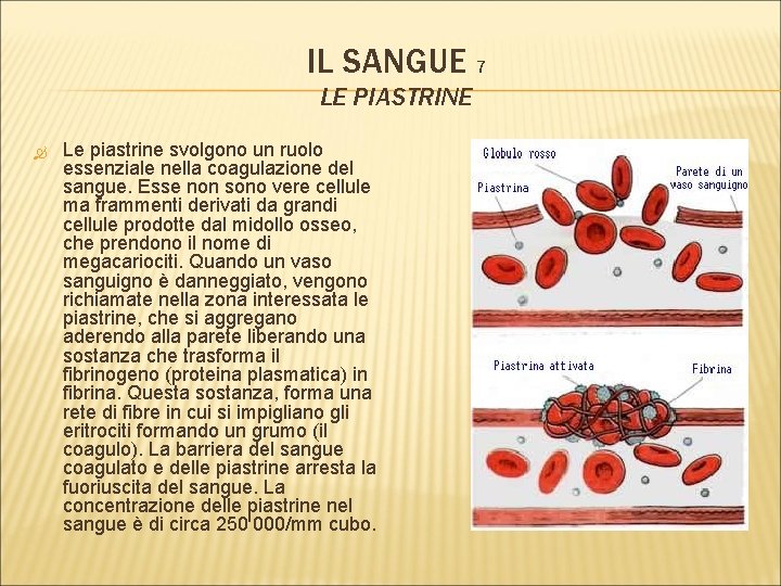 IL SANGUE 7 LE PIASTRINE Le piastrine svolgono un ruolo essenziale nella coagulazione del