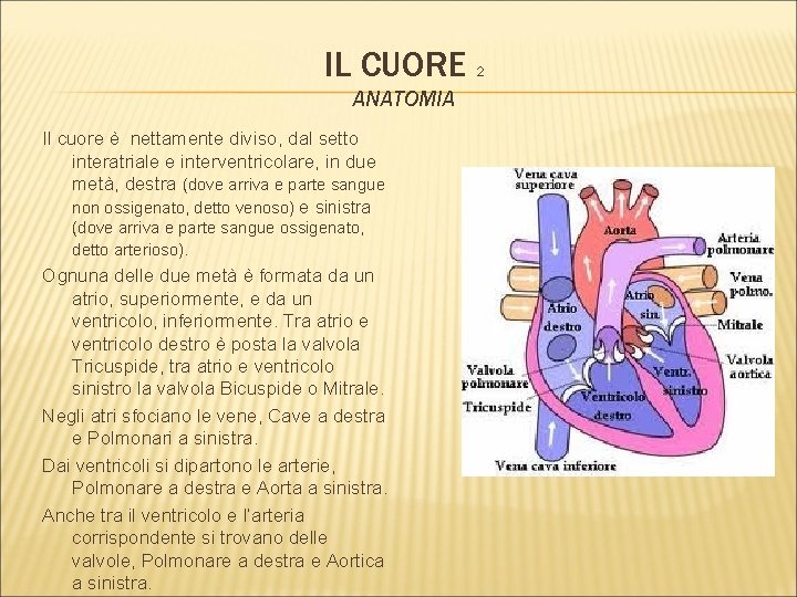 IL CUORE 2 ANATOMIA Il cuore è nettamente diviso, dal setto interatriale e interventricolare,