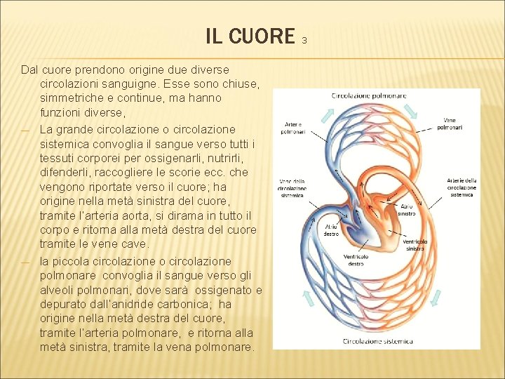 IL CUORE 3 Dal cuore prendono origine due diverse circolazioni sanguigne. Esse sono chiuse,