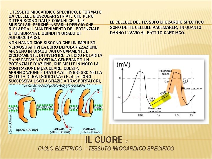 IL TESSUTO MIOCARDICO SPECIFICO, È FORMATO DA CELLULE MUSCOLARI STRIATE CHE PERÒ DIFFERISCONO DALLE