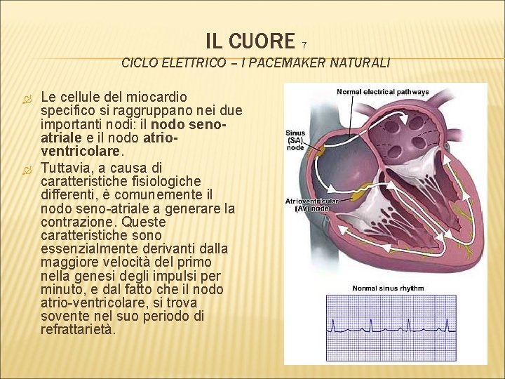 IL CUORE 7 CICLO ELETTRICO – I PACEMAKER NATURALI Le cellule del miocardio specifico