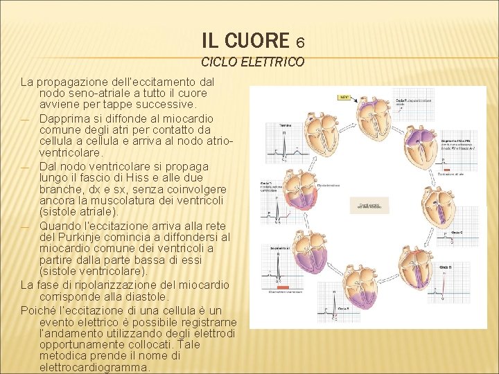 IL CUORE 6 CICLO ELETTRICO La propagazione dell’eccitamento dal nodo seno-atriale a tutto il