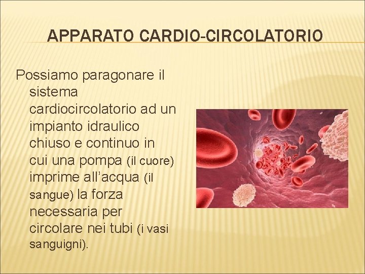 APPARATO CARDIO-CIRCOLATORIO Possiamo paragonare il sistema cardiocircolatorio ad un impianto idraulico chiuso e continuo