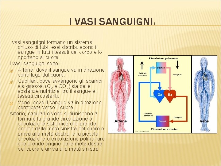 I VASI SANGUIGNI I vasi sanguigni formano un sistema chiuso di tubi, essi distribuiscono