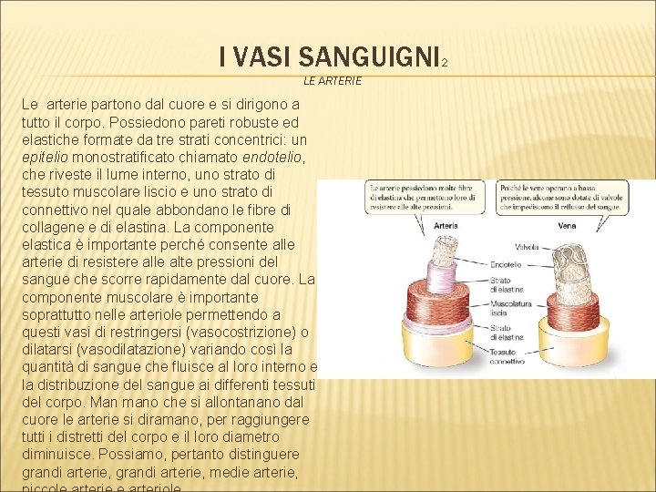 I VASI SANGUIGNI 2 LE ARTERIE Le arterie partono dal cuore e si dirigono