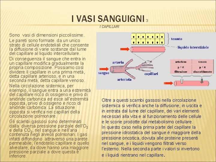 I VASI SANGUIGNI 3 I CAPILLARI Sono vasi di dimensioni piccolissime. Le pareti sono