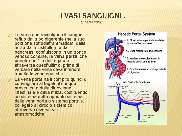 I VASI SANGUIGNI 5 LA VENA PORTA Le vene che raccolgono il sangue refluo