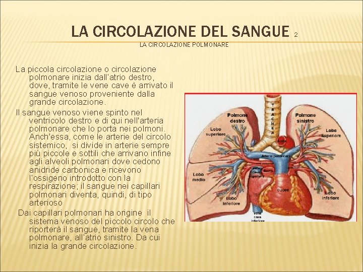 LA CIRCOLAZIONE DEL SANGUE 2 LA CIRCOLAZIONE POLMONARE La piccola circolazione o circolazione polmonare