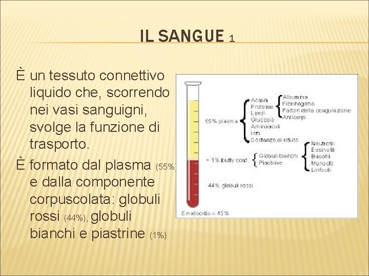 IL SANGUE 1 È un tessuto connettivo liquido che, scorrendo nei vasi sanguigni, svolge