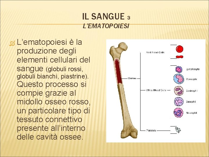 IL SANGUE 3 L’EMATOPOIESI L’ematopoiesi è la produzione degli elementi cellulari del sangue (globuli