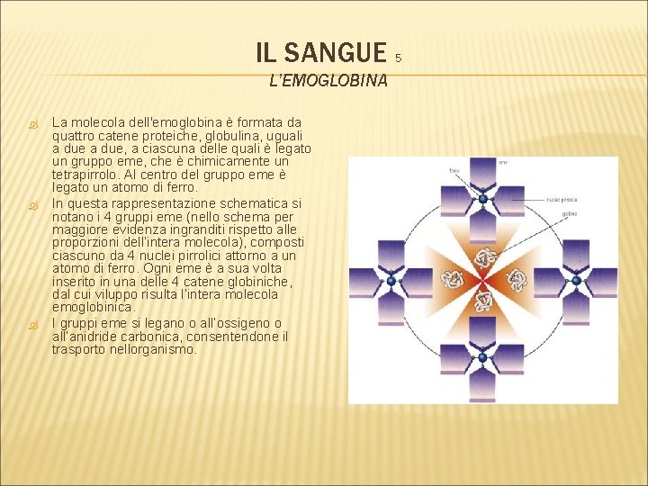 IL SANGUE 5 L’EMOGLOBINA La molecola dell'emoglobina è formata da quattro catene proteiche, globulina,