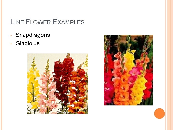 LINE FLOWER EXAMPLES • • Snapdragons Gladiolus 