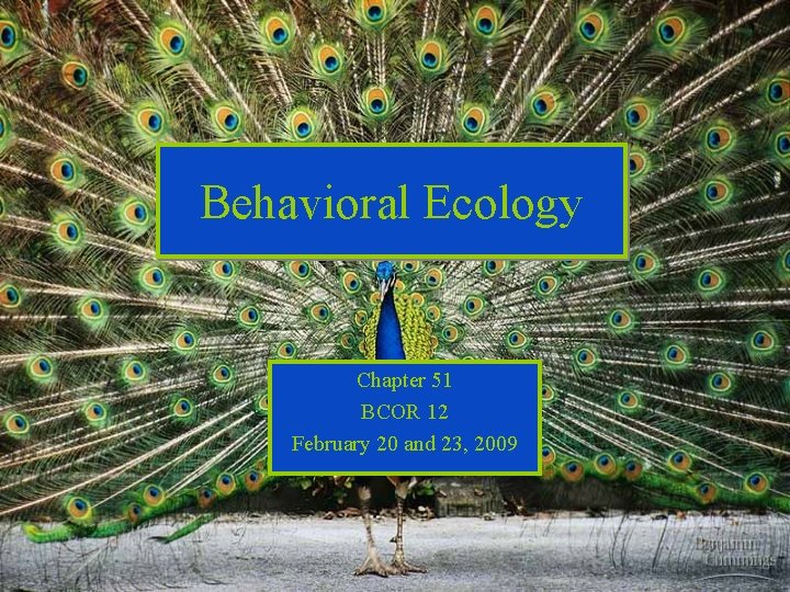 Behavioral Ecology Chapter 51 BCOR 12 February 20 and 23, 2009 
