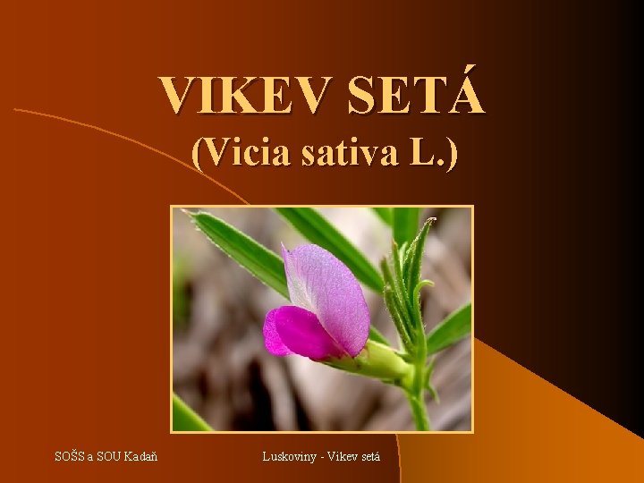 VIKEV SETÁ (Vicia sativa L. ) SOŠS a SOU Kadaň Luskoviny - Vikev setá