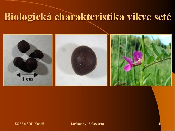 Biologická charakteristika vikve seté SOŠS a SOU Kadaň Luskoviny - Vikev setá 4 