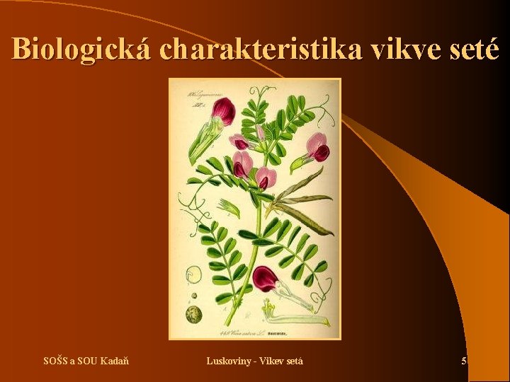 Biologická charakteristika vikve seté SOŠS a SOU Kadaň Luskoviny - Vikev setá 5 