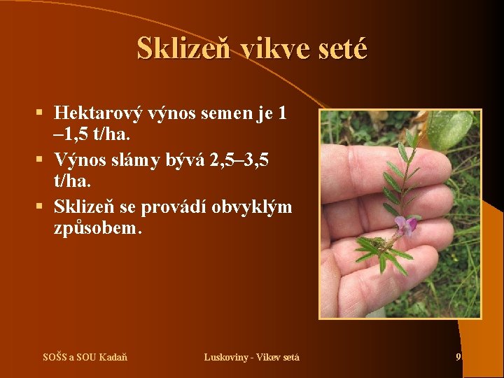 Sklizeň vikve seté § Hektarový výnos semen je 1 – 1, 5 t/ha. §