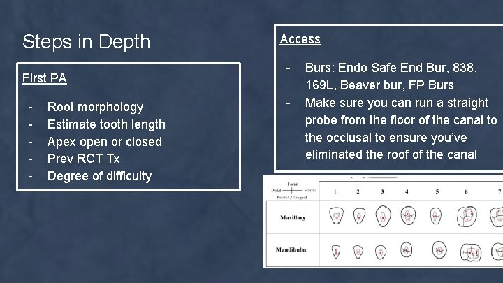 Steps in Depth First PA - Root morphology Estimate tooth length Apex open or