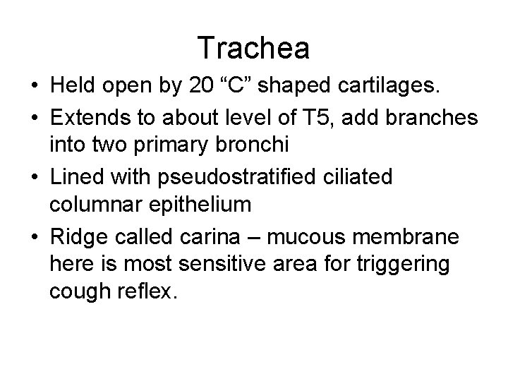 Trachea • Held open by 20 “C” shaped cartilages. • Extends to about level