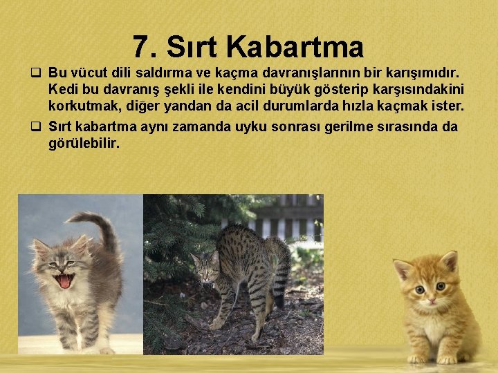 7. Sırt Kabartma q Bu vücut dili saldırma ve kaçma davranışlarının bir karışımıdır. Kedi