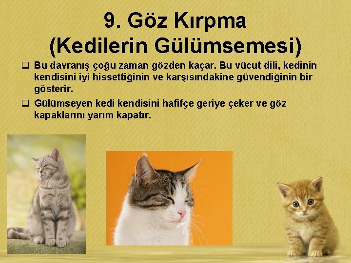 9. Göz Kırpma (Kedilerin Gülümsemesi) q Bu davranış çoğu zaman gözden kaçar. Bu vücut