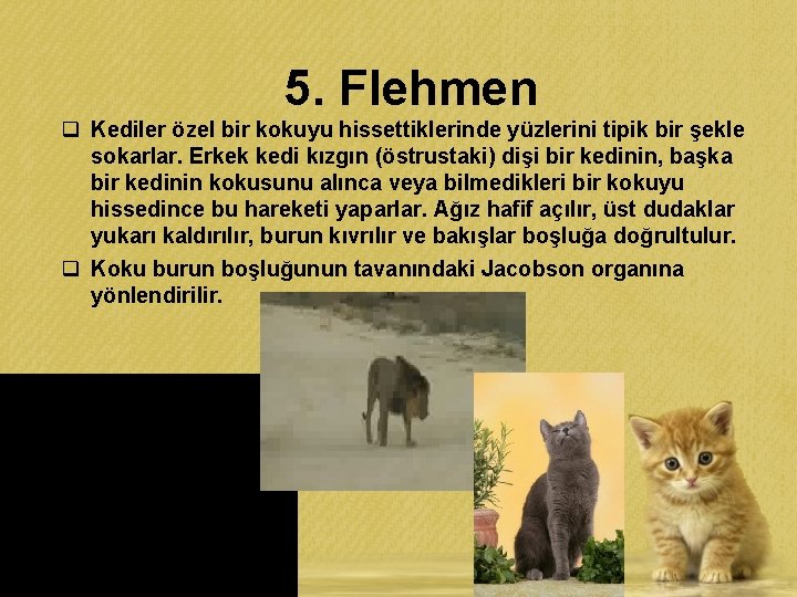 5. Flehmen q Kediler özel bir kokuyu hissettiklerinde yüzlerini tipik bir şekle sokarlar. Erkek