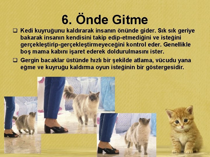 6. Önde Gitme q Kedi kuyruğunu kaldırarak insanın önünde gider. Sık sık geriye bakarak