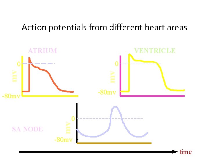 Action potentials from different heart areas ATRIUM VENTRICLE 0 mv mv 0 -80 mv