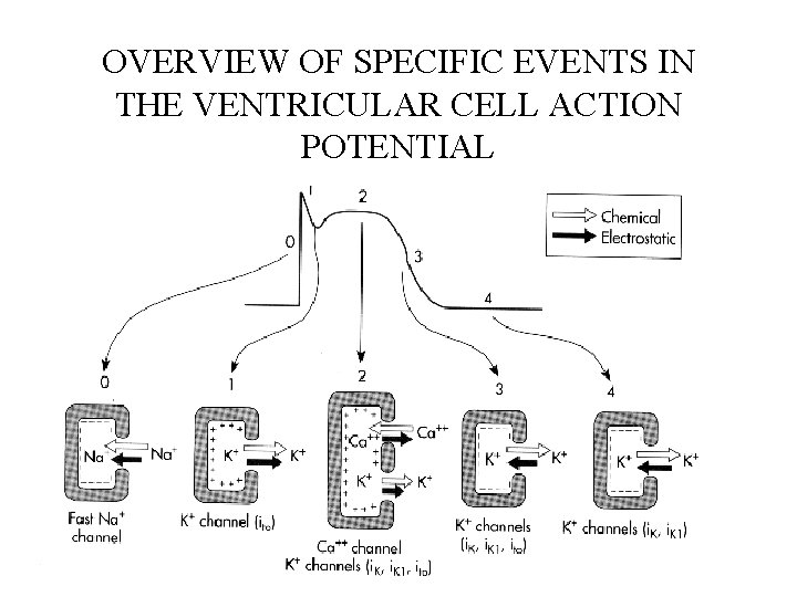 OVERVIEW OF SPECIFIC EVENTS IN THE VENTRICULAR CELL ACTION POTENTIAL 