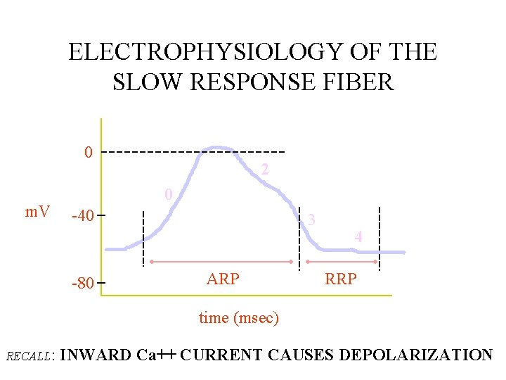 ELECTROPHYSIOLOGY OF THE SLOW RESPONSE FIBER 0 m. V 2 0 -40 -80 3