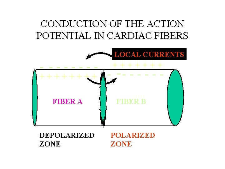 CONDUCTION OF THE ACTION POTENTIAL IN CARDIAC FIBERS LOCAL CURRENTS - ------+++++++ - --