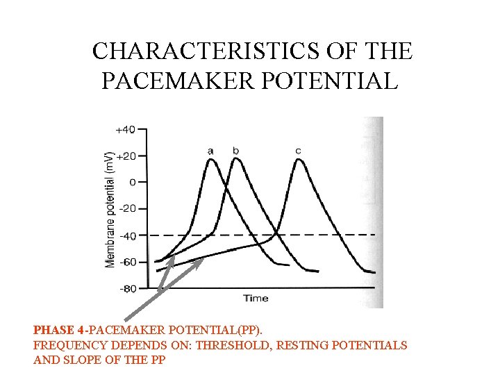  CHARACTERISTICS OF THE PACEMAKER POTENTIAL PHASE 4 -PACEMAKER POTENTIAL(PP). FREQUENCY DEPENDS ON: THRESHOLD,