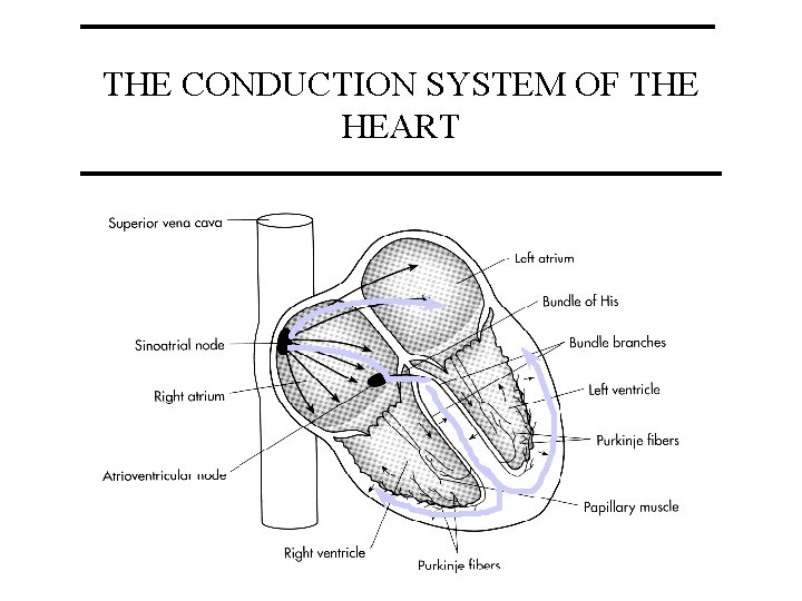 THE CONDUCTION SYSTEM OF THE HEART 