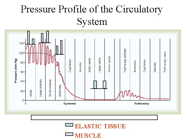 Pressure Profile of the Circulatory System ELASTIC TISSUE MUSCLE 
