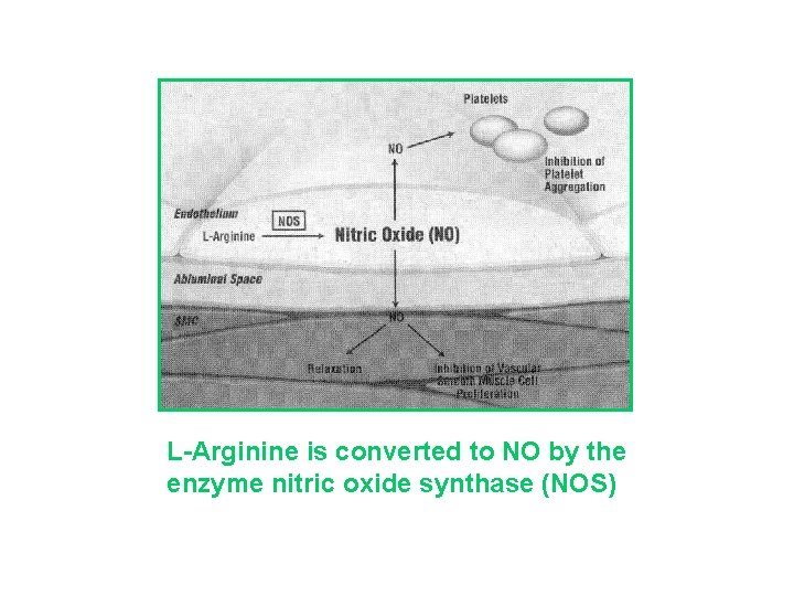 L-Arginine is converted to NO by the enzyme nitric oxide synthase (NOS) 