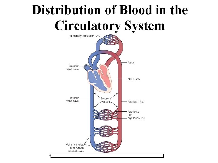 Distribution of Blood in the Circulatory System 