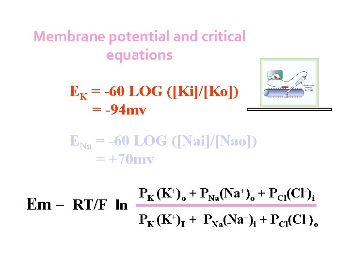 Membrane potential and critical equations EK = -60 LOG ([Ki]/[Ko]) = -94 mv ENa