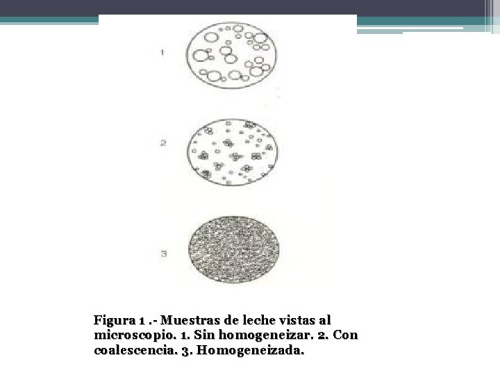 Figura 1. - Muestras de leche vistas al microscopio. 1. Sin homogeneizar. 2. Con Figura 1. - Muestras de leche vistas al microscopio. 1. Sin homogeneizar. 2. Con