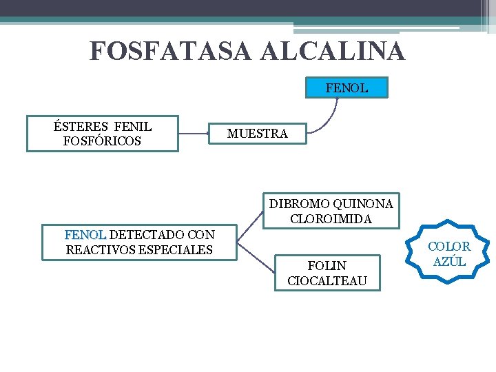 FOSFATASA ALCALINA FENOL ÉSTERES FENIL FOSFÓRICOS MUESTRA DIBROMO QUINONA CLOROIMIDA FENOL DETECTADO CON REACTIVOS FOSFATASA ALCALINA FENOL ÉSTERES FENIL FOSFÓRICOS MUESTRA DIBROMO QUINONA CLOROIMIDA FENOL DETECTADO CON REACTIVOS