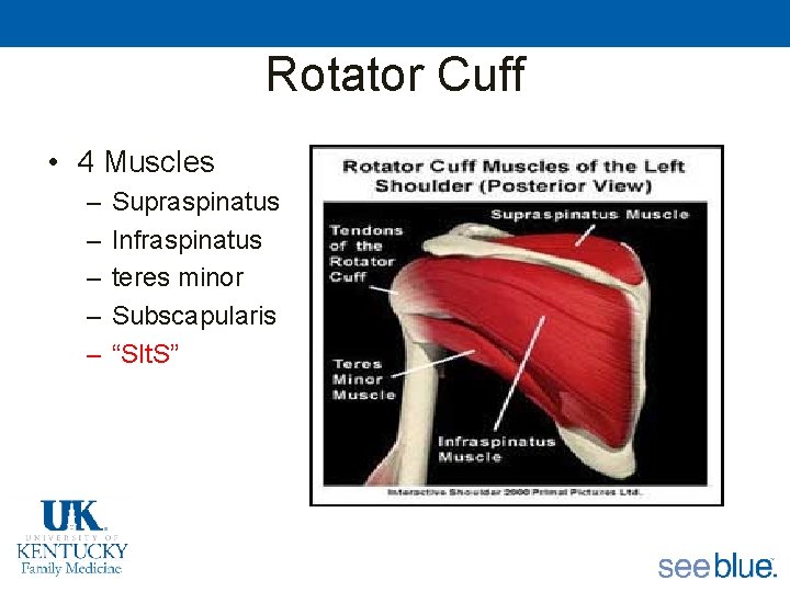 Rotator Cuff • 4 Muscles – – – Supraspinatus Infraspinatus teres minor Subscapularis “SIt.