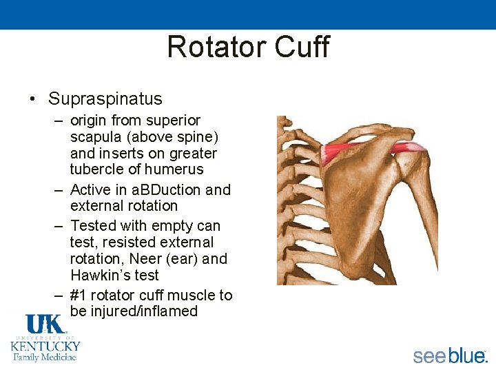 Rotator Cuff • Supraspinatus – origin from superior scapula (above spine) and inserts on