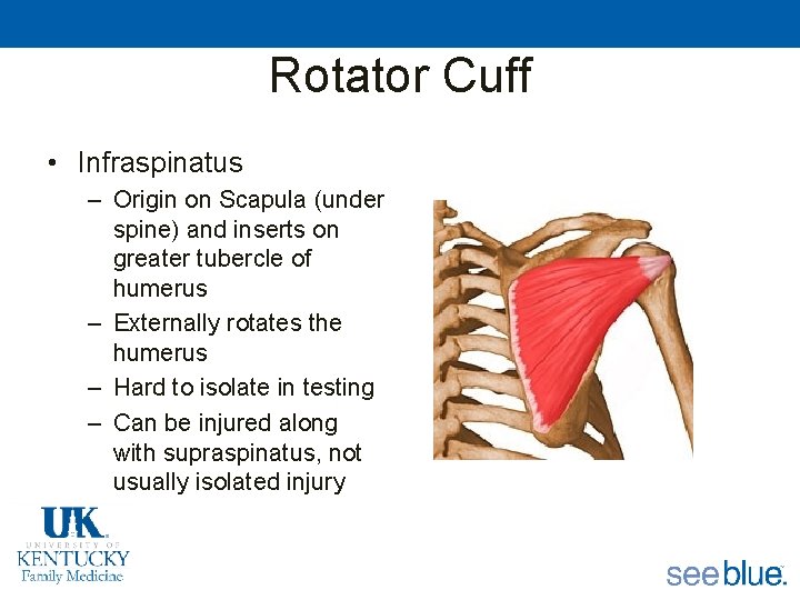 Rotator Cuff • Infraspinatus – Origin on Scapula (under spine) and inserts on greater