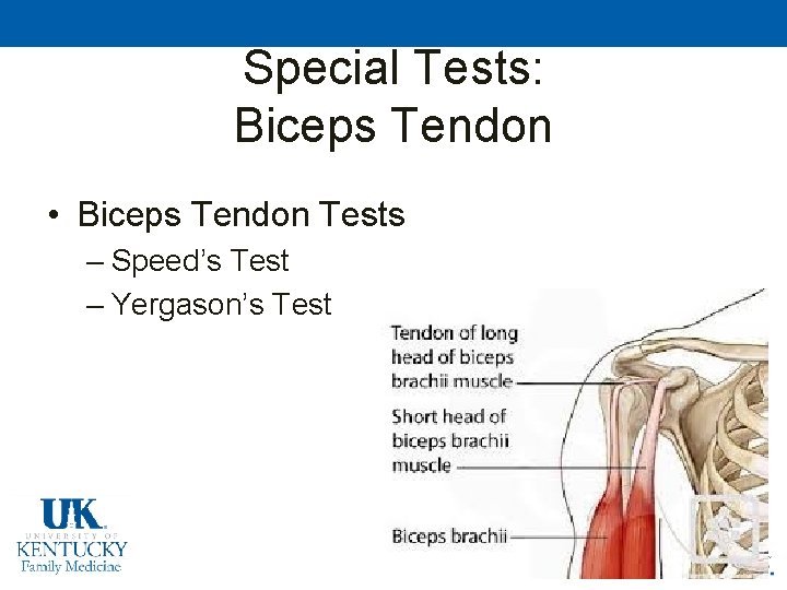 Special Tests: Biceps Tendon • Biceps Tendon Tests – Speed’s Test – Yergason’s Test