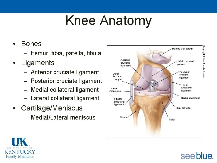 Knee Anatomy • Bones – Femur, tibia, patella, fibula • Ligaments – – Anterior