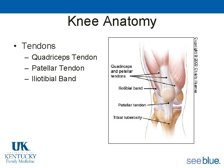 Knee Anatomy • Tendons – Quadriceps Tendon – Patellar Tendon – Iliotibial Band 