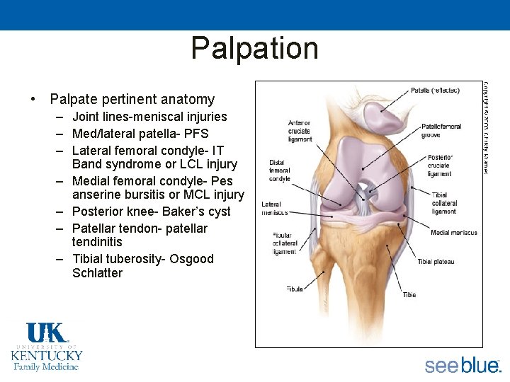 Palpation • Palpate pertinent anatomy – Joint lines-meniscal injuries – Med/lateral patella- PFS –